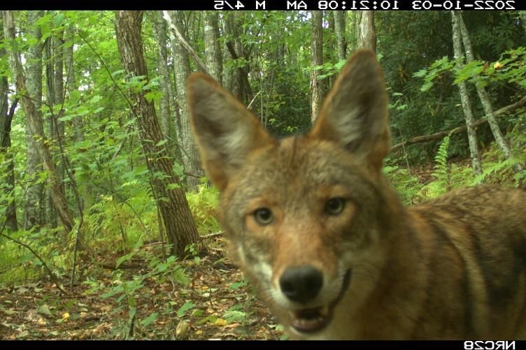 A coyote looks into a game camera while in the forest.