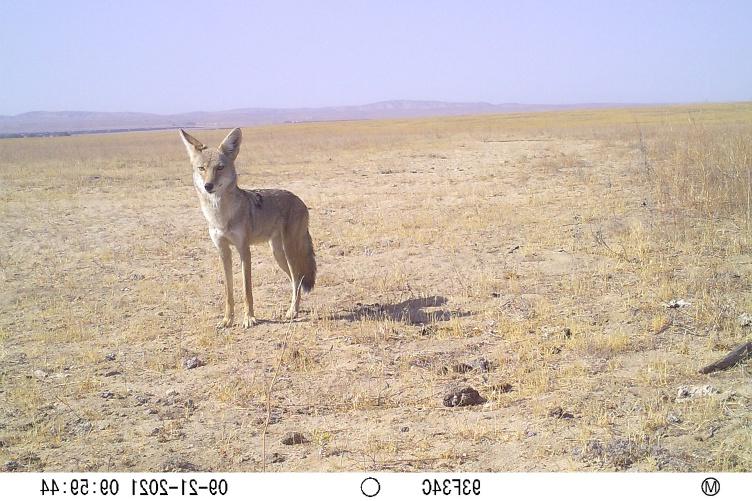 A coyote stands in a grassland habitat and looks at the camera.