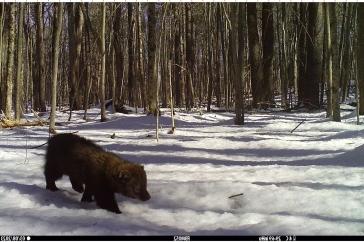 A young fisher walks across a snowy opening in the forest. 