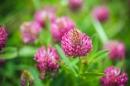 An image of red clover in a field.