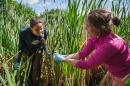 Two researchers collecting samples in a wetland environment for synthetic microbiome research.